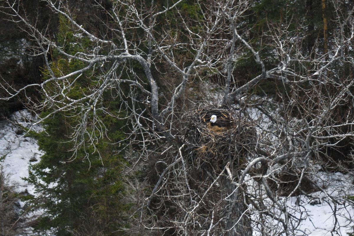 The nest with the eagle incubating an egg on it (taken in May). (Courtesy of Cayley Elsik, JBER Environmental Conservation, via U.S. Fish and Wildlife Service)