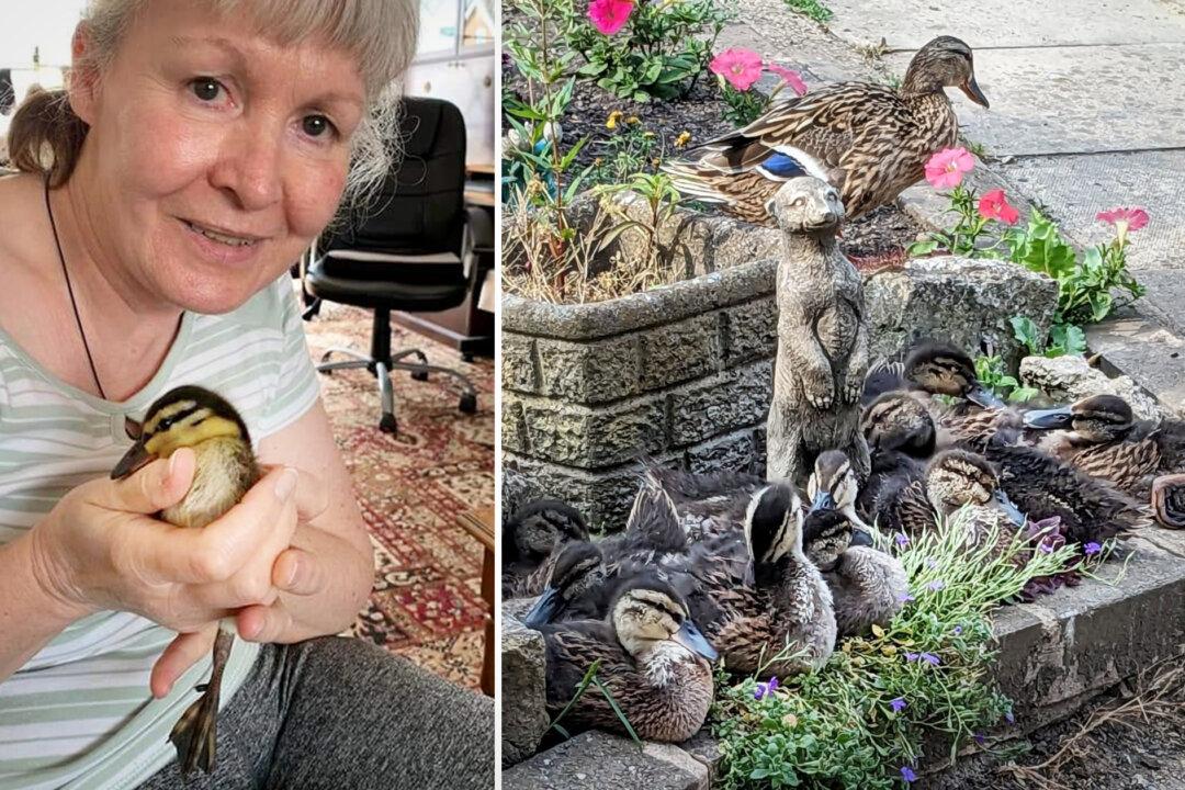 Duckling Who Was Hand-Reared by Her Rescuers Returns to Them 6 Months Later With 11 Chicks