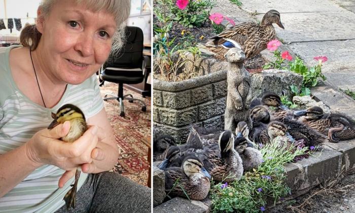 Duckling Who Was Hand-Reared by Her Rescuers Returns to Them 6 Months Later With 11 Chicks