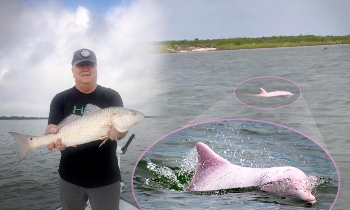 Texas Fisherman Spots Rare Pink Dolphin Near Gulf of Mexico—And Has Video to Prove It