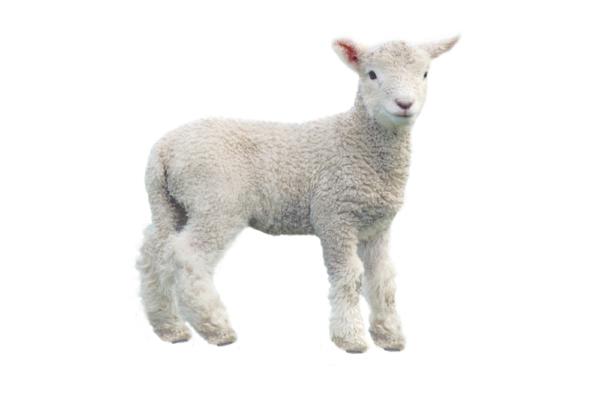 God also created the lamb, the gentle opposite of the fierce tiger, as presented in "Tyger Tyger." (ChameleonsEye/Shutterstock)