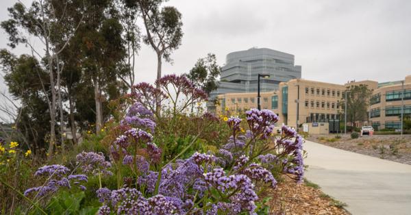 File photo of landscaping on the University of California–San Diego Health La Jolla campus. (Courtesy of University of California-San Diego Health)