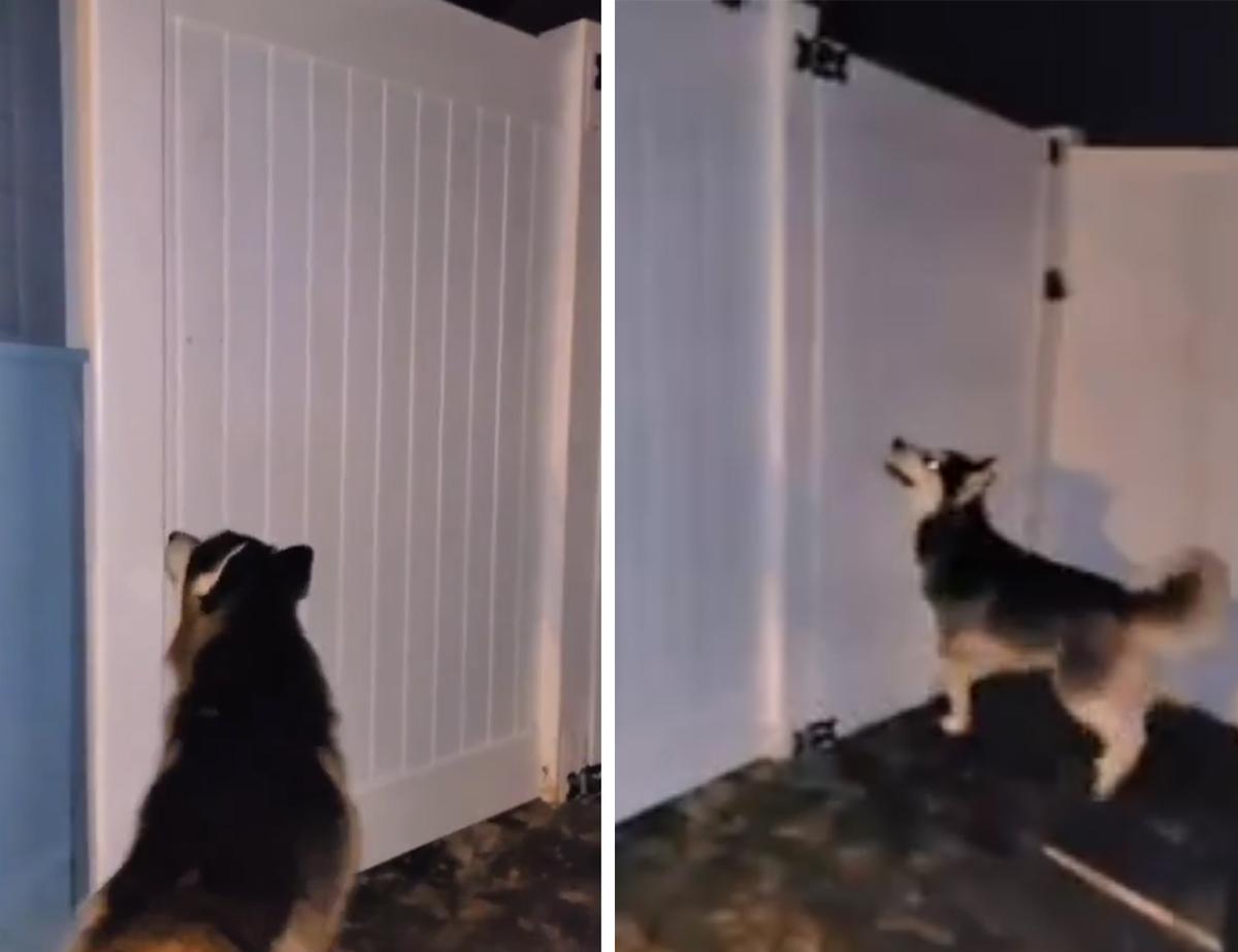 The huskies look on at the couple's new, 6-foot vinyl fence curiously after it was just installed. (Courtesy of <a href="https://www.instagram.com/3yorsky/">Alee Andrade</a>)