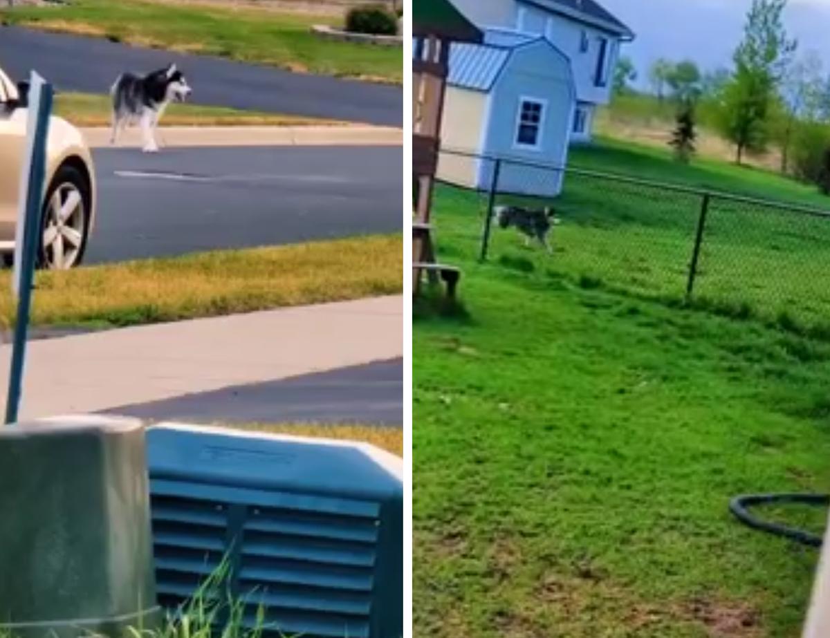 Photos show Alejandra Andrade's chain-link fence and one of her two huskies roaming their neighborhood in Minneapolis. (Courtesy of <a href="https://www.instagram.com/3yorsky/">Alee Andrade</a>)