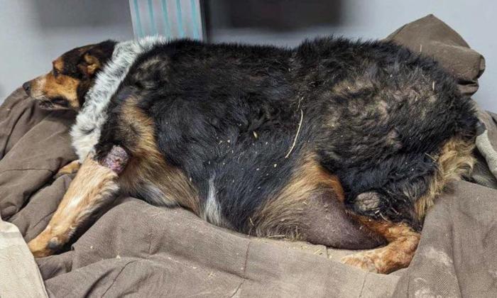 Video: 130-Pound Dog Saved From Euthanasia Undergoes Incredible Weight-Loss—He's Now Happier Than Ever