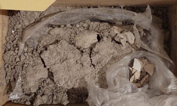 Ancient Preserved Flamingo Egg Found in Mexico During Airport Construction