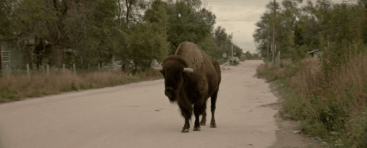 Just a buffalo going for a stroll in the 'hood, in "War Pony." (Momentum Pictures)