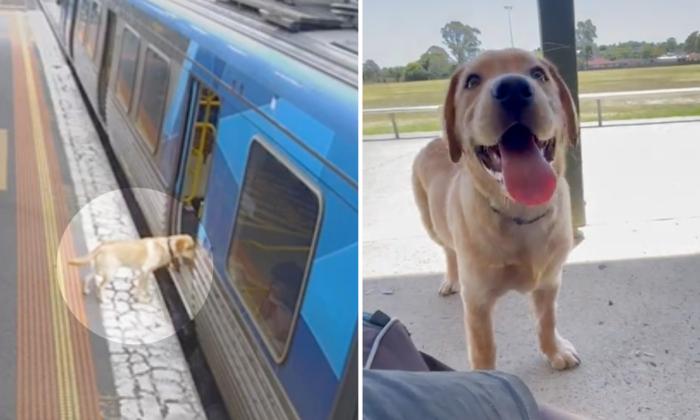 ​​Labrador Who Hopped on an Early Morning Commuter Train for a Solo Adventure Returns Home Safely