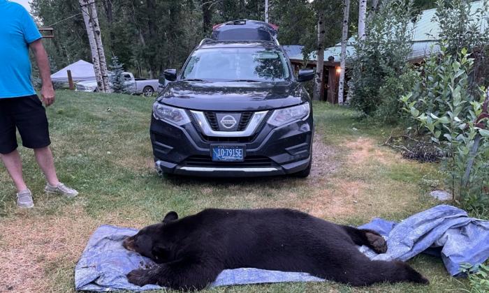 Black Bear Shot and Killed by Montana Man in His Living Room After Break-In