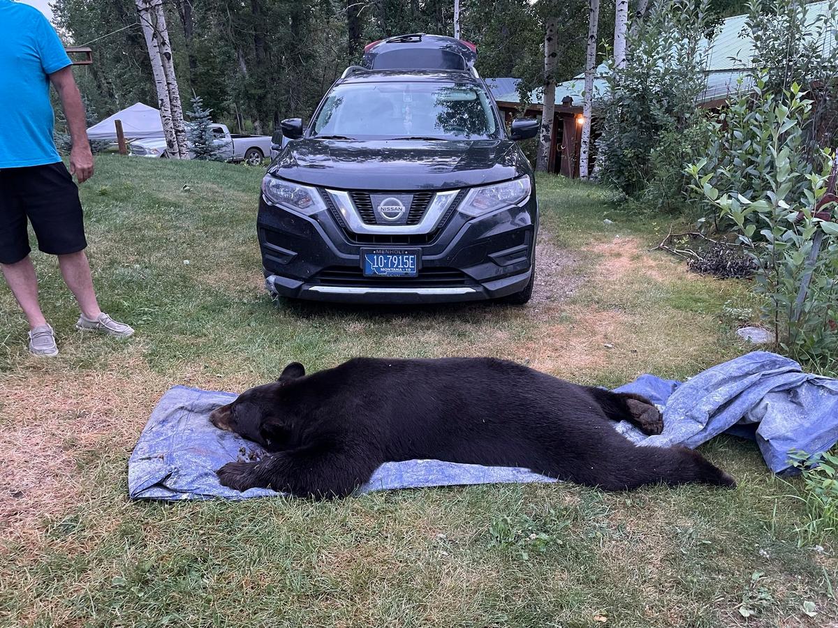 Black Bear Shot and Killed by Montana Man in His Living Room After Break-In