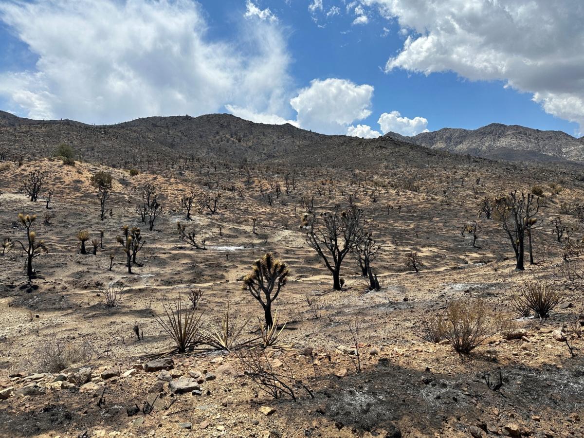 The Mojave National Preserve where York Fire burned charring acres of iconic Joshua Trees, in California on Aug. 2, 2023. (Jorge Garcia/Reuters)