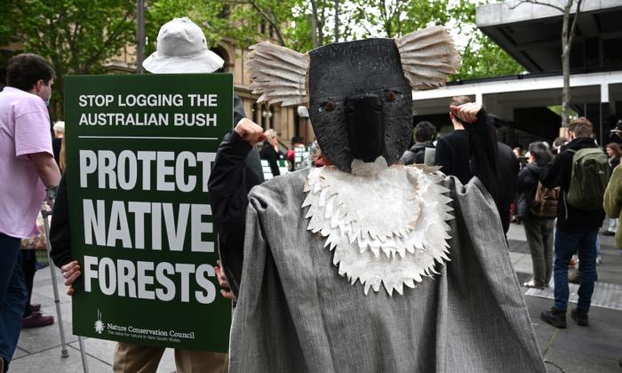 Calls End to Native Forest Logging in NSW Rejected by Federal Court