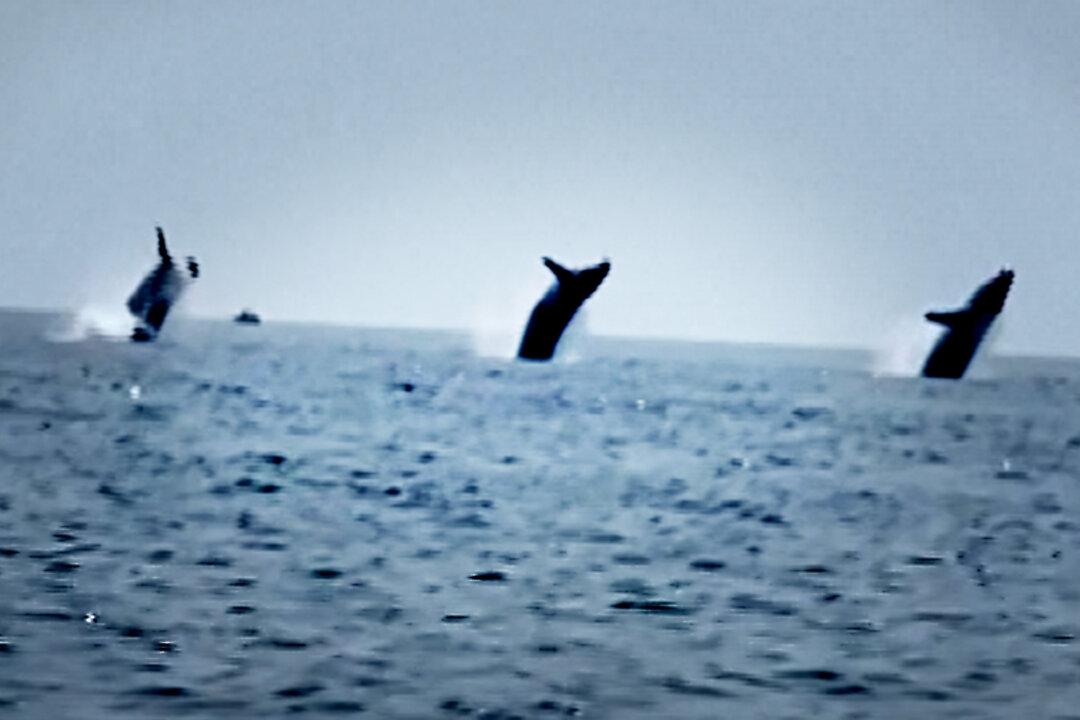 ‘Epic Whale Ballet’: Dad Captures Rare Breach of 3 Synchronized Whales on His Birthday—Here’s the Video