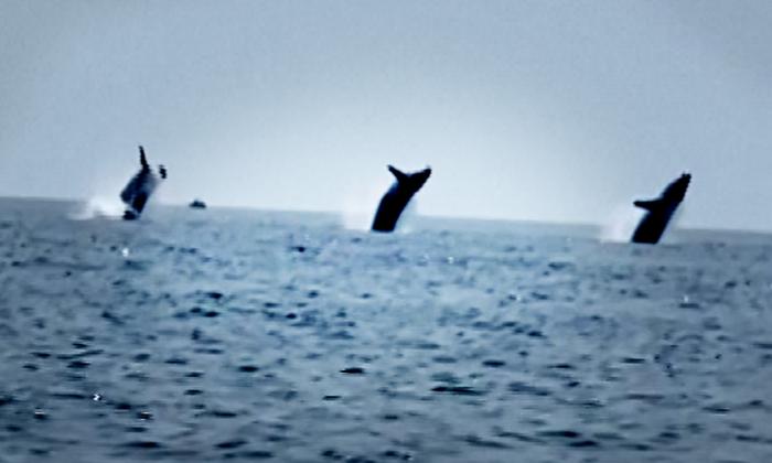 ‘Epic Whale Ballet’: Dad Captures Rare Breach of 3 Synchronized Whales on His Birthday—Here’s the Video