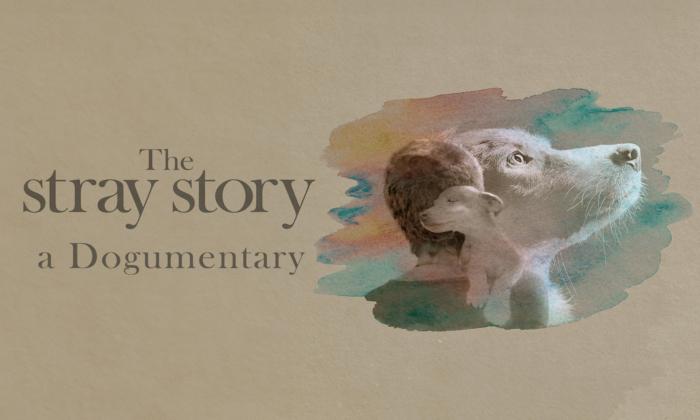 The Stray Story: A Dogumentary