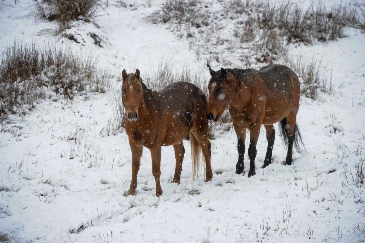 A pair of brumbies, or wild horses, are seen grazing near Yarangobilly, Kosciuszko National Park, Australia, on June 17, 2018. Conservationists have accused the NSW government of failing to listen to scientific expert advice when making policies, amid backlash over its controversial plan to protect wild horses in the Snowy Mountains.(AAP Image/Perry Duffin)
