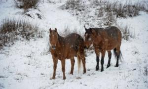 Aerial Shooting Considered to Cull Wild Horses in Kosciuszko National Park