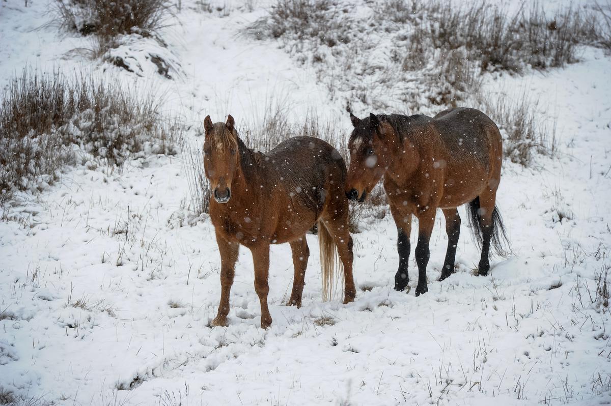 Aerial Shooting Considered to Cull Wild Horses in Kosciuszko National Park
