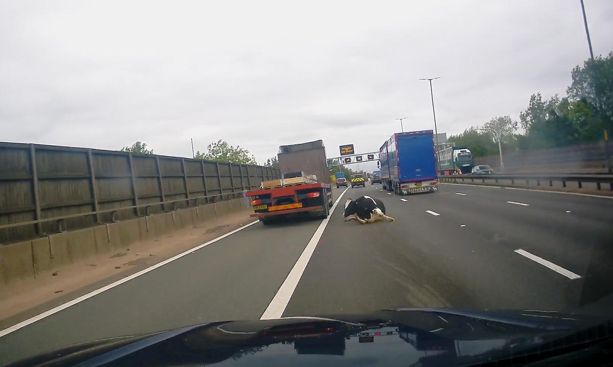 A still image taken from video footage shows the cow having just fallen from a semitrailer on the M6 motorway in the UK. (Screenshot/Newsflare)