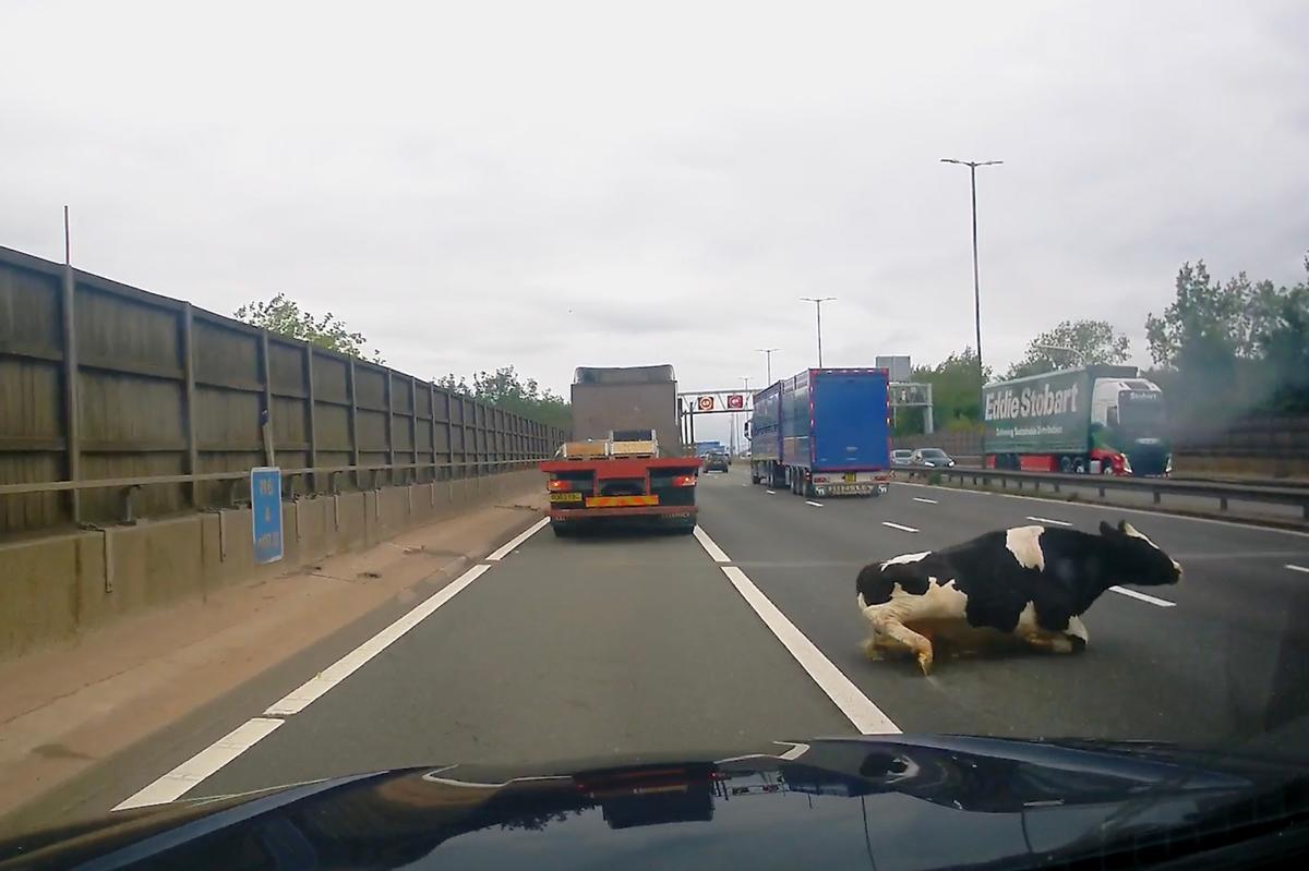 A still image taken from a video shows a motorist narrowing steering clear of the large bovine on the M6 motorway in the UK. (Screenshot/Newsflare)