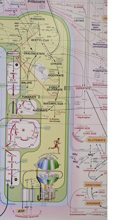 (Sigma Aldrich, "Metabolic Pathways: A mitochondrion and its metabolic processes: the citric acid (Krebs) cycle, the electron transport chain, oxidative phosphorylation and ATP production")