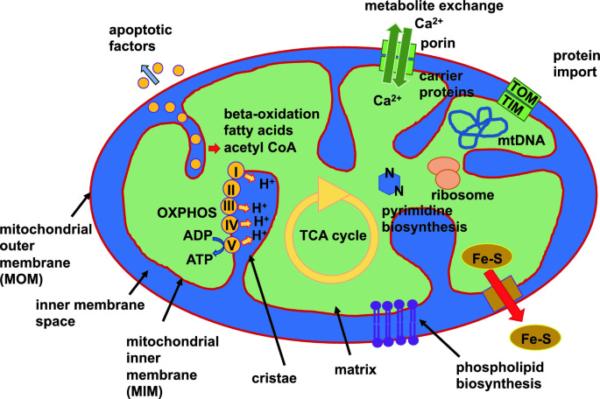 (CT Mierke, Cellular Mechanics and Biophysics, 2020)