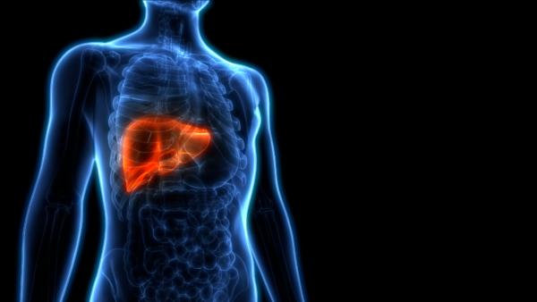 The Liver's Phoenix-Like Powers of Self-Healing and How You Can Help It