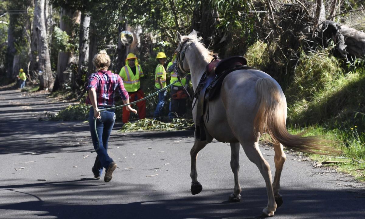 A woman evacuates her horse past a Maui County crew working to clear Olinda Road of wind-blown debris in the fire-threatened area of Kula, Hawaii, on Aug. 8, 2023. (Matthew Thayer/The Maui News via AP)