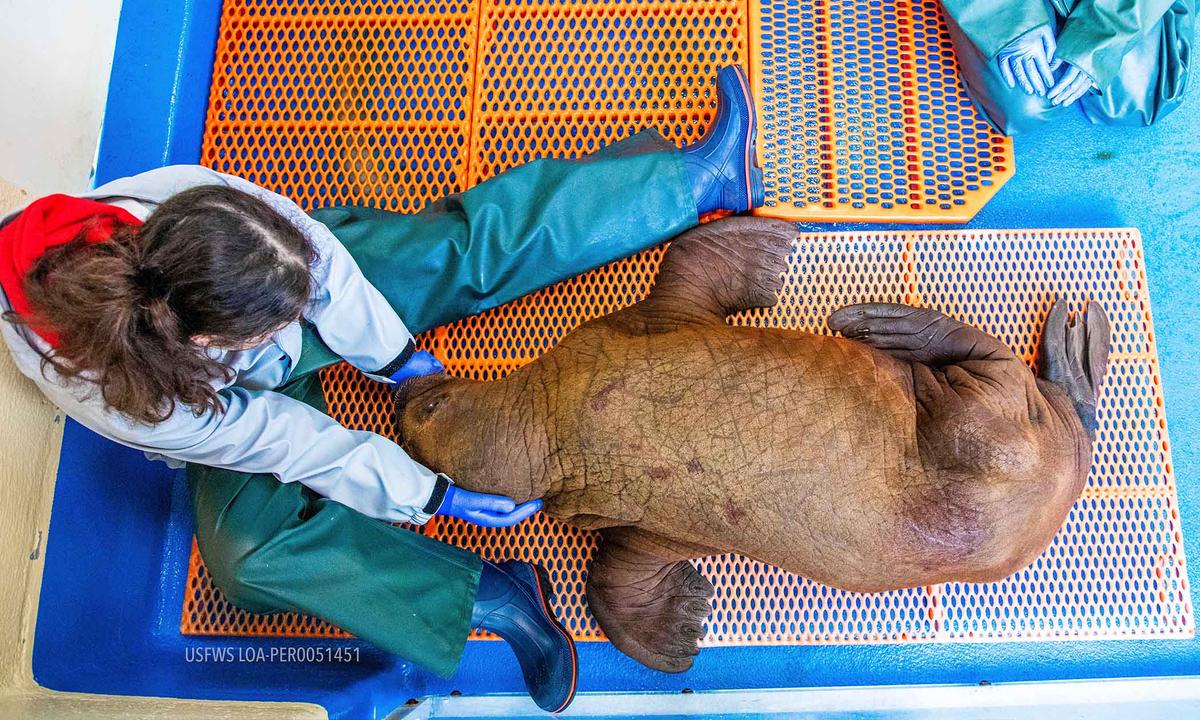 A walrus calf found by oil field workers in Alaska about 4 miles (6.4 kilometers) inland is under 24-hour care as Alaska SeaLife Center team members nurse it back to health. (Kaiti Grant/Alaska SeaLife Center via AP)