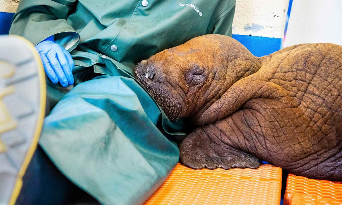 A Pacific walrus pup rests his head on the lap of a staff member after being admitted to the Alaska SeaLife Center's Wildlife Response Program in Seward, Alaska, on Tuesday, Aug. 1, 2023. (Kaiti Grant/Alaska SeaLife Center via AP)