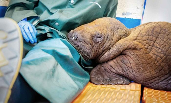 200-Pound Baby Walrus Rescued in Alaska Seen 'Cuddling' With Caregivers Before Being Flown Home