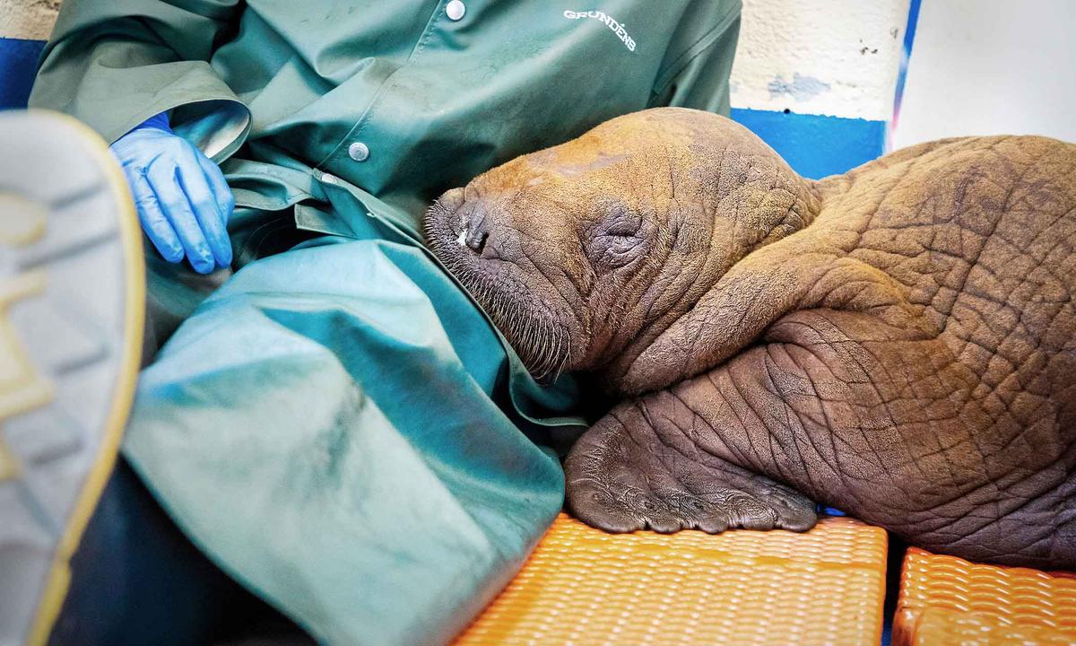 200-Pound Baby Walrus Rescued in Alaska Seen ‘Cuddling’ With Caregivers Before Being Flown Home