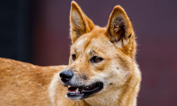 A Dingo or a Wongari?: State Adopts Indigenous Name for Australian Icon