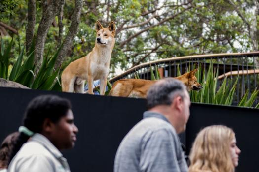 Dingoes "Kep Kep" (L) and "Warada" look on from their new habitat as visitors pass by in Sydney, Australia on April 6, 2023. (Jenny Evans/Getty Images)