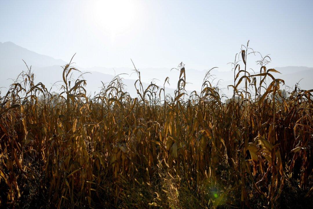 Texas Sheriff Says 3 Hog Hunters From Florida Died in Underground Tank in Cornfield After Their Dog Fell In
