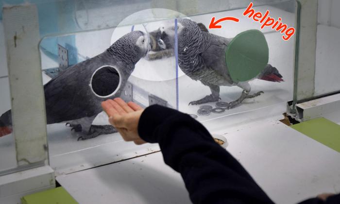 VIDEO: Grey Parrots 'Lend a Wing' by Passing Tokens to Each Other in Exchange for Food in Experiment