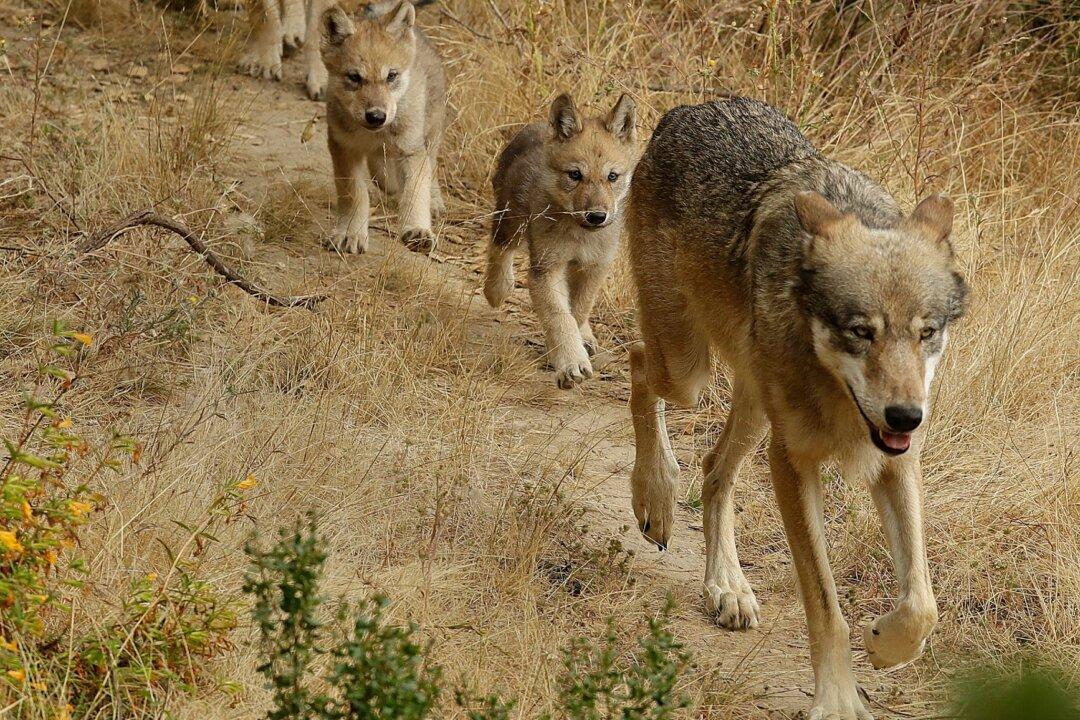 Researchers Have Identified a New Pack of Endangered Gray Wolves in California