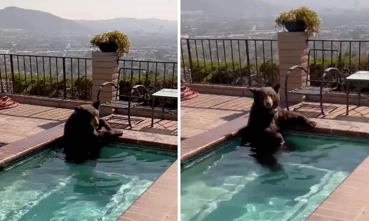 A bear cools off in a pool behind a hillside home in Burbank, California. (Courtesy of <a href="https://www.facebook.com/BurbankPD">Burbank Police Department</a>)