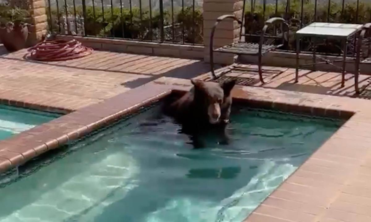 The inhabitant of a home in Burbank, California, video-records a bear cooling off in the backyard pool. (Courtesy of <a href="https://www.facebook.com/BurbankPD">Burbank Police Department</a>)
