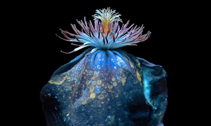 ‘The Soul and Energy of Flowers’: UV Light Photography Captures the Unseen Beauty of Flowers