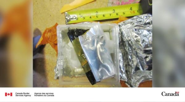 One of the live tarantulas seized by CBSA officers at Edmonton International Airport, in an incoming package from Hong Kong. (Handout via Canada Border Services Agency)