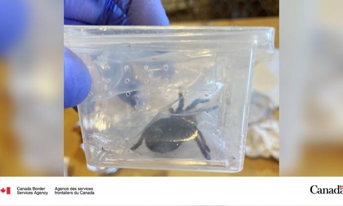Customs Officers Find Two Live Tarantulas Hidden in Packages at Edmonton Airport: CBSA
