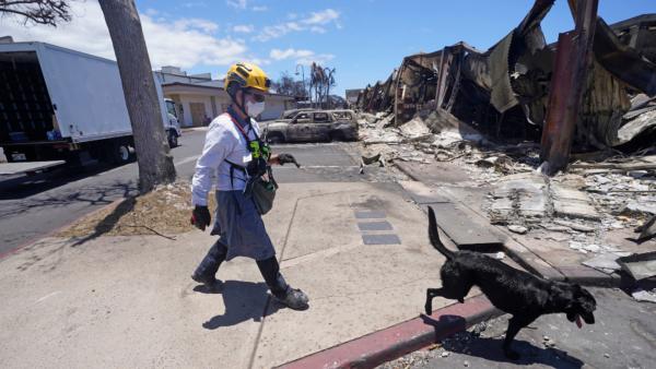 A member of the search and rescue team walks with her cadaver dog near Front Street in Lahaina, Hawaii, on Aug. 12, 2023, following heavy damage caused by wildfires. (AP Photo/Rick Bowmer)