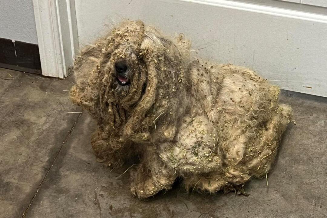 Extremely Matted Dog Considered to Be the ‘Worst Case’ of Neglect Looks Unrecognizable After Makeover