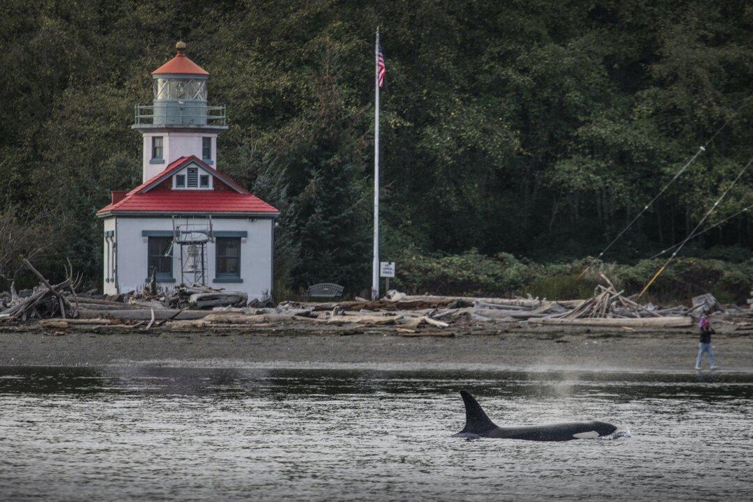 How to Whale Watch Responsibly in Puget Sound