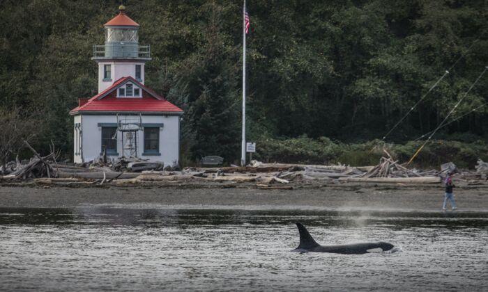 How to Whale Watch Responsibly in Puget Sound