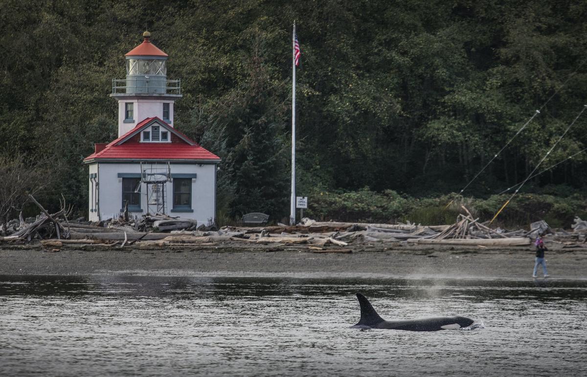 How to Whale Watch Responsibly in Puget Sound