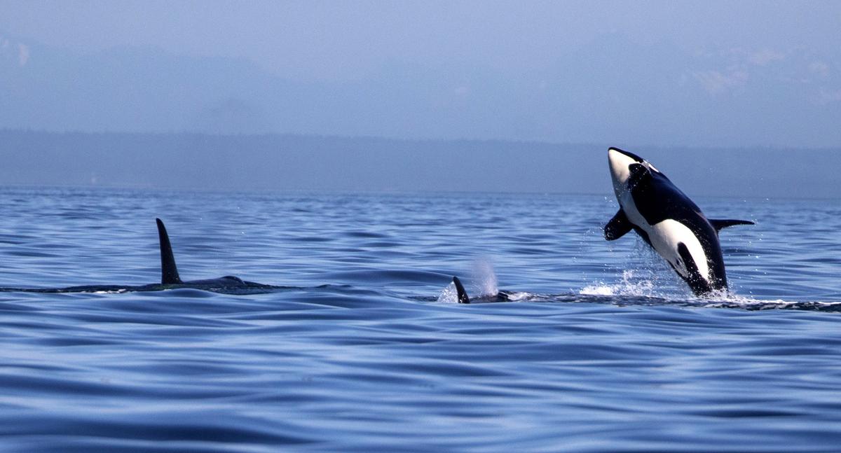 The southern residents put on a show in their core summer habitat of the San Juan Islands. (Steve Ringman/The Seattle Times/TNS)