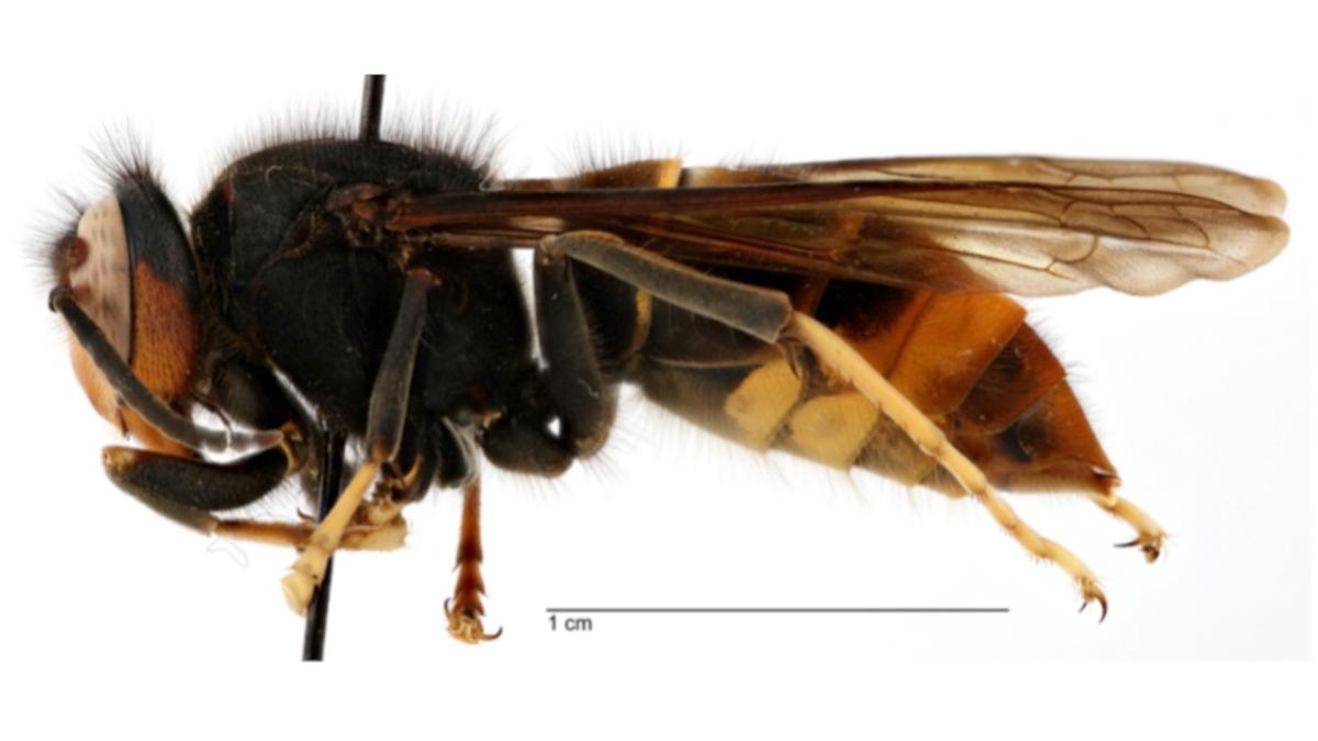 The yellow-legged hornet is an invasive hornet species native to Southeast Asia. (Courtesy of Georgia Department of Agriculture)