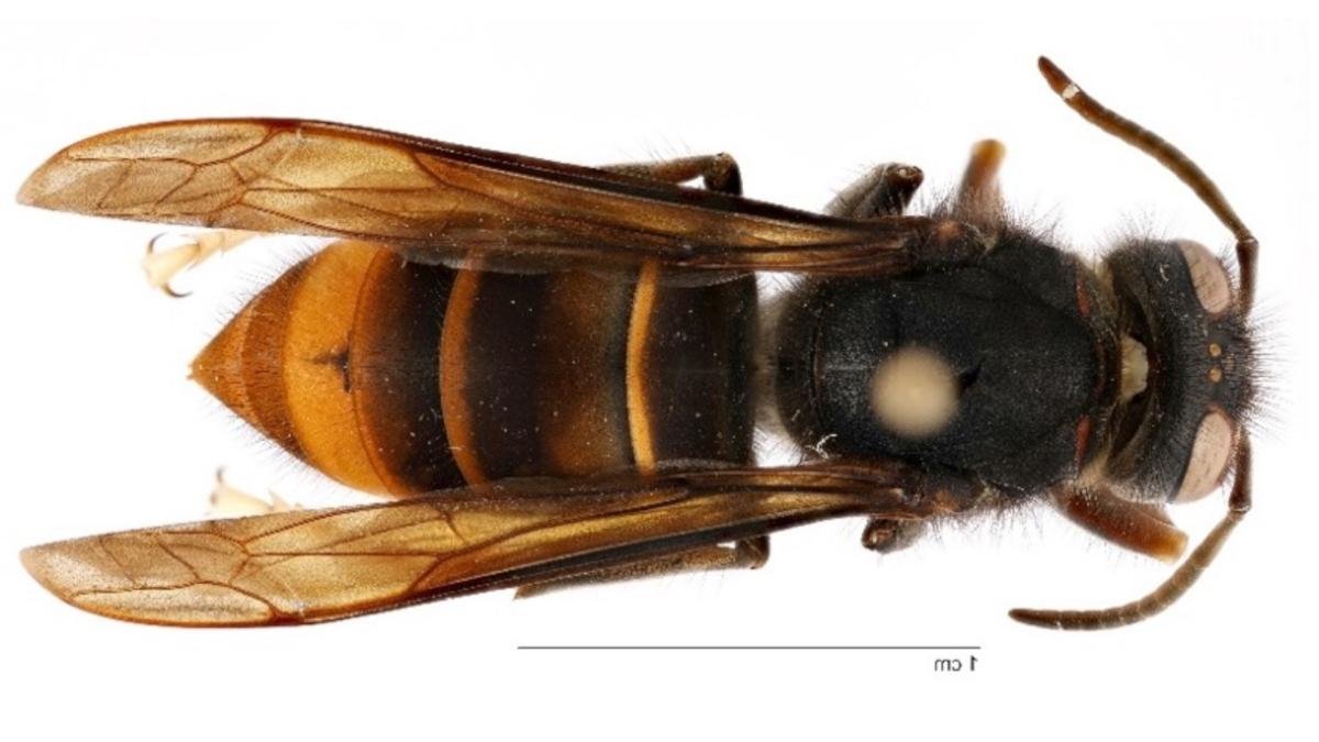 The yellow-legged hornet is an invasive hornet species native to Southeast Asia. (Courtesy of Georgia Department of Agriculture)